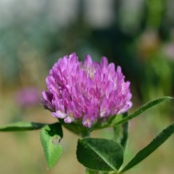 Red Clover Flower Macro
